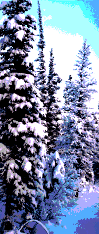 Snowy forests of the Yukon where Leonhard Seppala's huskies go mushing