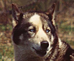 Frostfire Anisette, a Seppala Siberian Husky female used by Markovo Kennels