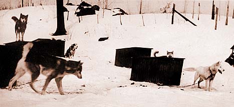 The Belford Kennel in 1932 ph.