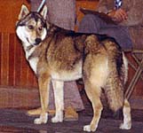 Davik of Markovo, Seppala Siberian Husky bred by J. Jeffrey Bragg's Markovo Kennels.