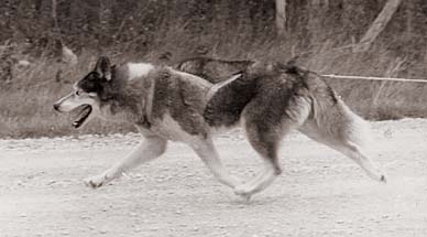 Ditko of Seppala, inspiration for the Seppala Siberian Sleddog breed