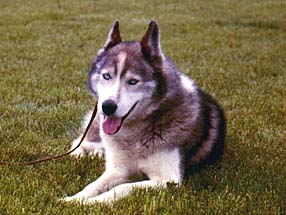 Ditko of Seppala lying, front view 1969, who inspired J. Jeffrey Bragg with the vision of a Seppala Siberian Sleddog breed.