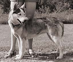 Duska of Seppala, Siberian Husky foundation bitch of Markovo Kennels