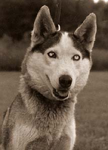 Duska of Seppala, 1970, a McFaul Seppala female Siberian Husky