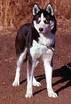 Markovo's Maraq at Markovo Kennels in 1974, son of Vanka of Seppala (3rd), a Seppala Siberian Husky bred by J. Jeffrey Bragg.