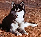Marko of Markovo at Markovo Kennels in 1974, a Seppala Siberian Husky sired by Vanka of Seppala (3rd) and bred by J. Jeffrey Bragg.