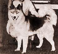Mikiuk Tuktu Tornyak, a Bryar strain Siberian Husky stud dog used by Markovo and Seppineau Kennels.