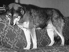 Malamak's Okleasik 1969, a Seppala Siberian Sleddog ancestor