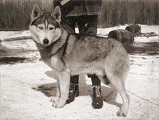 Pietro of Seppala II 1970, a McFaul Seppala Siberian Husky male
