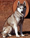 Robin of Markovo, 1974, a Seppala Siberian Husky bred by J. Jeffrey Bragg; she was the grand-dam of Hercules of Sepp-Alta, foundation sire of the Seppala Siberian Sleddog evolving breed.