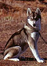 Rosie of Markovo, Seppala Siberian Husky bitch bred by J. Jeffrey Bragg's Markovo Kennels
