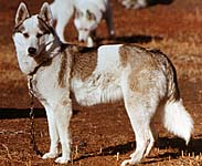Ruby of Markovo at Markovo Kennels in 1974, a Seppala Siberian Husky sired by Shango of Seppala out of Helen of Markovo.