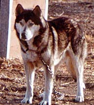 Shango of Seppala in 1974 in Saskatchewan at Markovo Kennels, key Siberian Husky stud dog in the rescue of Seppala strain from extinction.