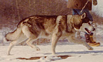 Shango of Seppala in December 1974, an important sire in the Markovo Kennels rescue of the Seppala strain of working Siberian Huskies.
