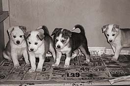S-Litter Markovo Seppala Siberian Husky puppies./