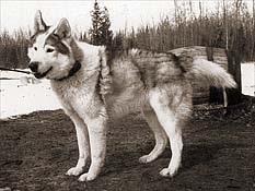 Tony of Seppala 1970, a McFaul Seppala Siberian Husky male