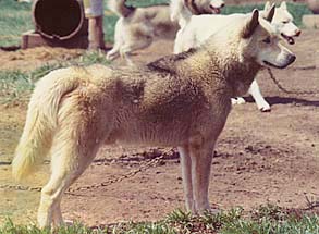Ne-Tuk's Vulcan of Manahtok 1973, a Racing Siberian Husky male bred by Gary Egelston
