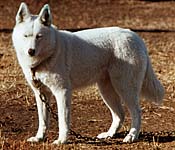 Wawa of Markovo, white Seppala Siberian Husky bred by J. Jeffrey Bragg, founder of the Seppala Siberian Sleddog evolving breed.