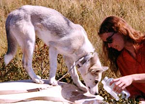 Xaire of Markovo, Seppala Siberian Husky, with Betsy Bush, 1973.