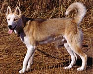 Xaros of Markovo, a fox-red son of Helen of Markovo bred by J. Jeffrey Bragg.