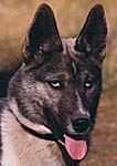 Zaza of Markovo, a dark-phase Seppala Siberian Husky sired by Haakon of Markovo from the Seppala Siberian Husky breeding of J. Jeffrey Bragg.